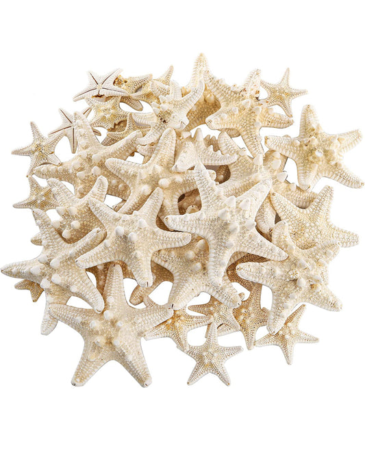 Knobby Starfish  2-3”