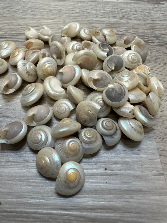 1/2” Pearlized Umbonium Shells