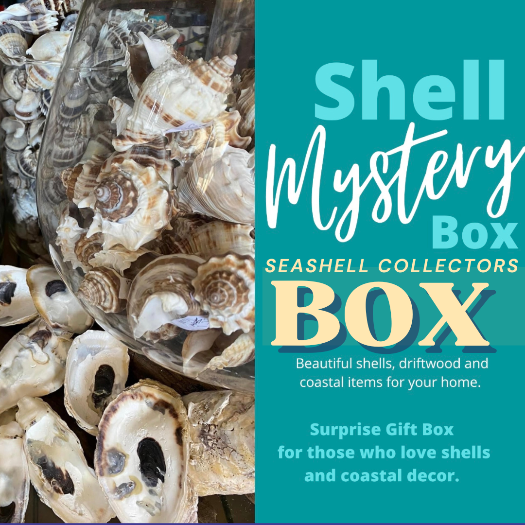 Seashell Collector's Box 