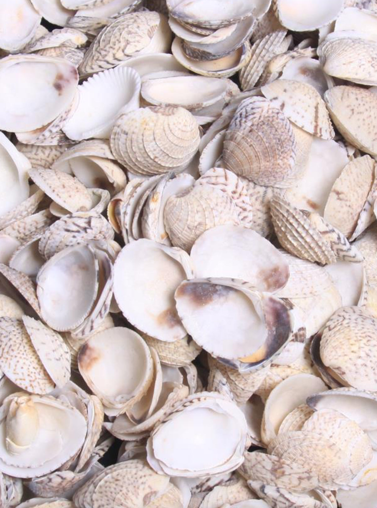 Cham Shells Venus clam shells – Deep South Shelling