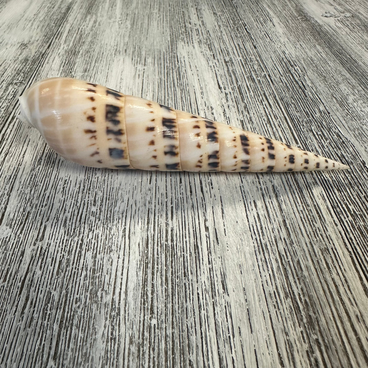 Terebra Seashell: Marlin Spike – Deep South Shelling