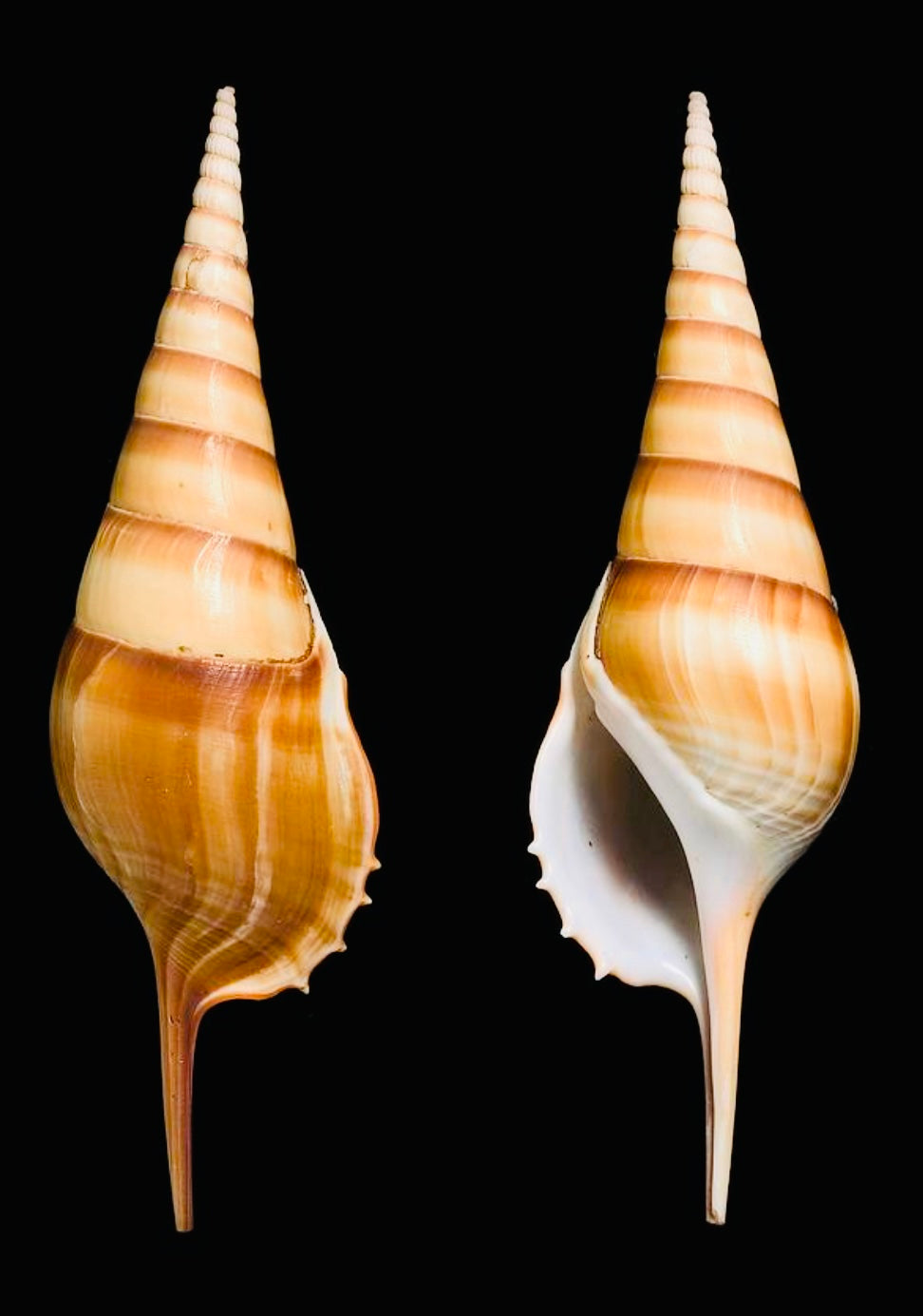 Tibia Seashells