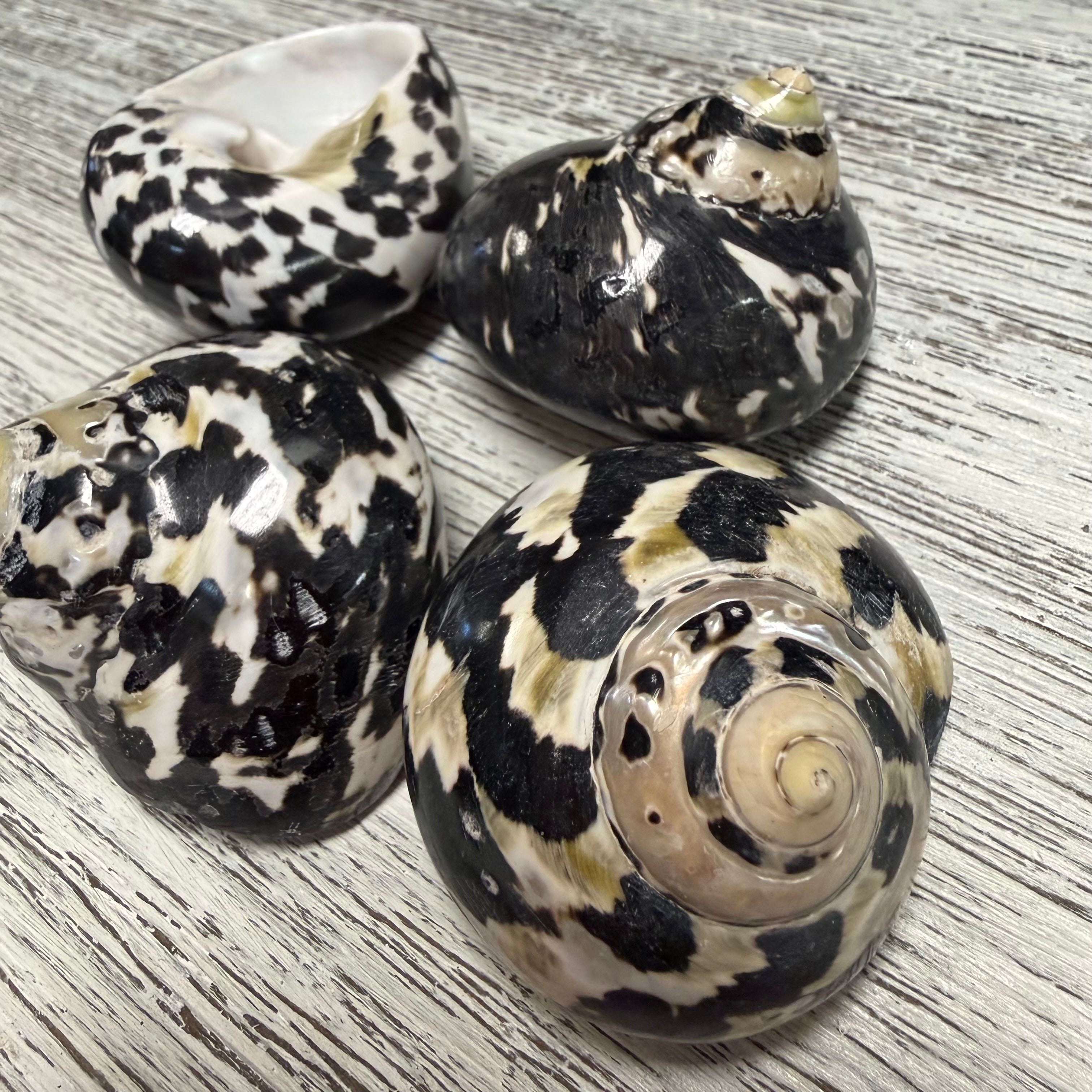 Magpie Shells Magpie Shell Q1 – Deep South Shelling