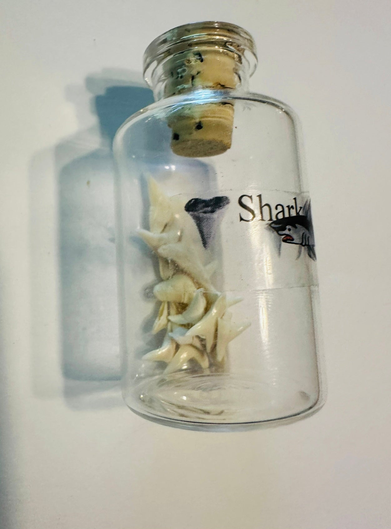 Shark Teeth in a Bottle