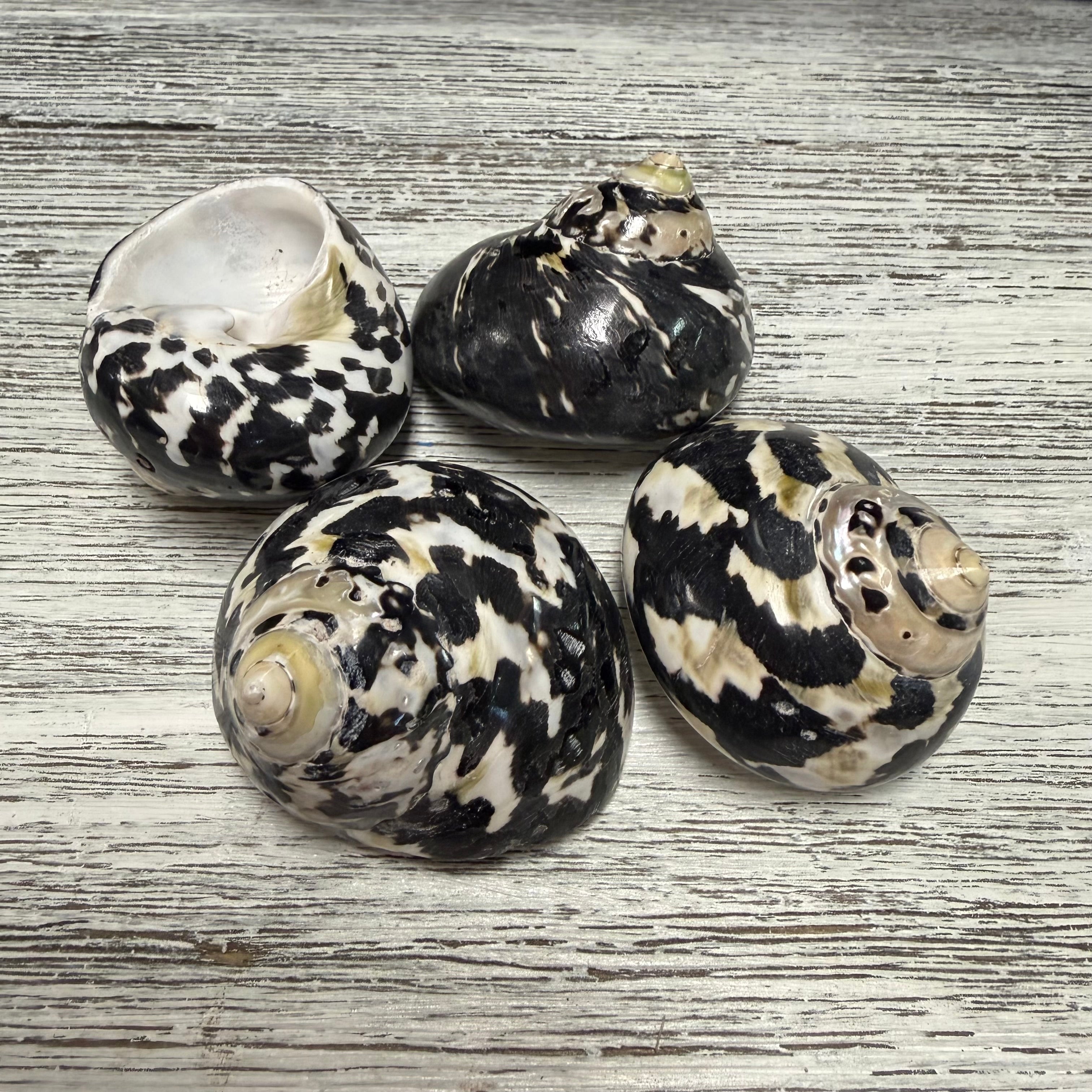 Magpie Shells Magpie Shell Q1 – Deep South Shelling