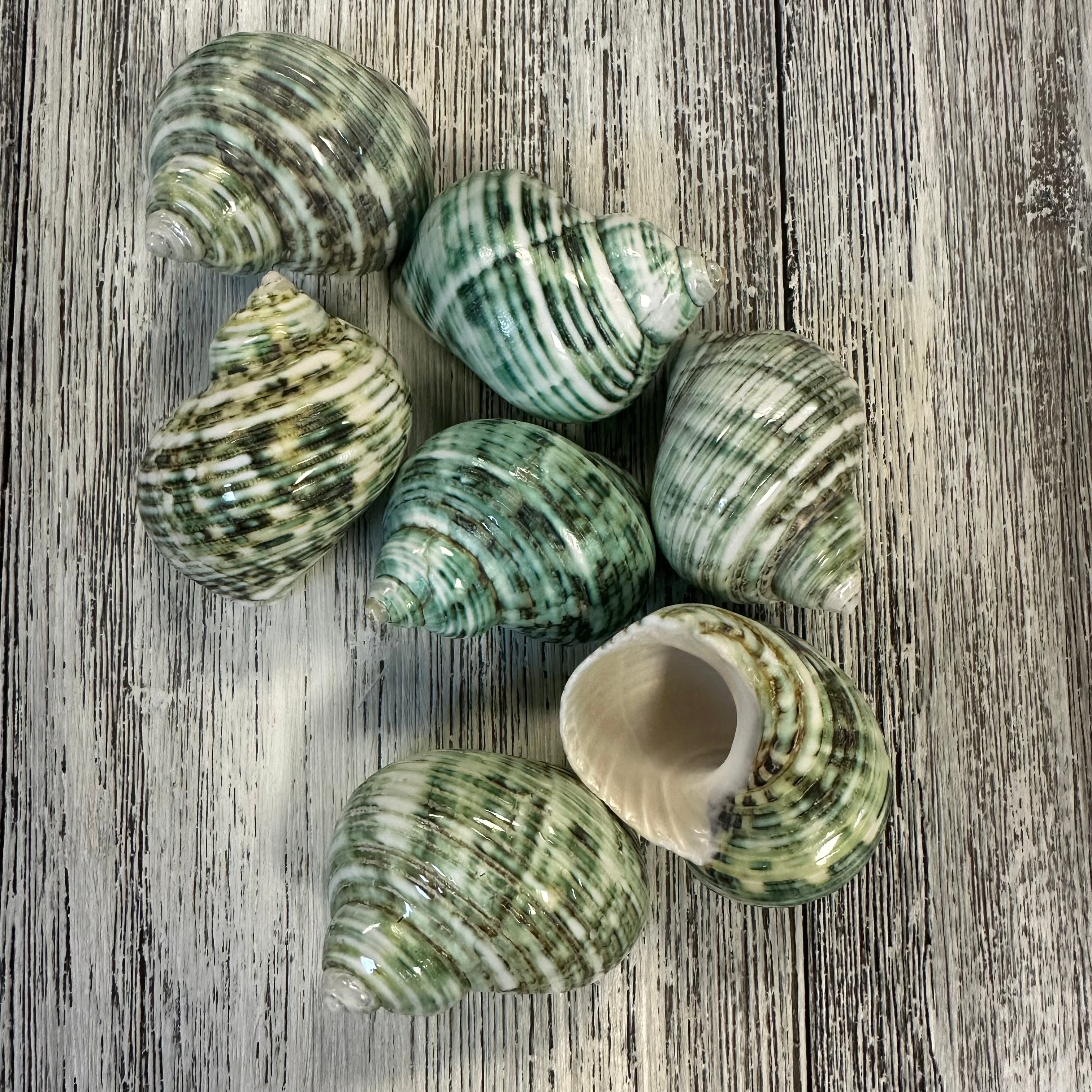 Sea Shell Green Color Green Turbo Seashell – Deep South Shelling