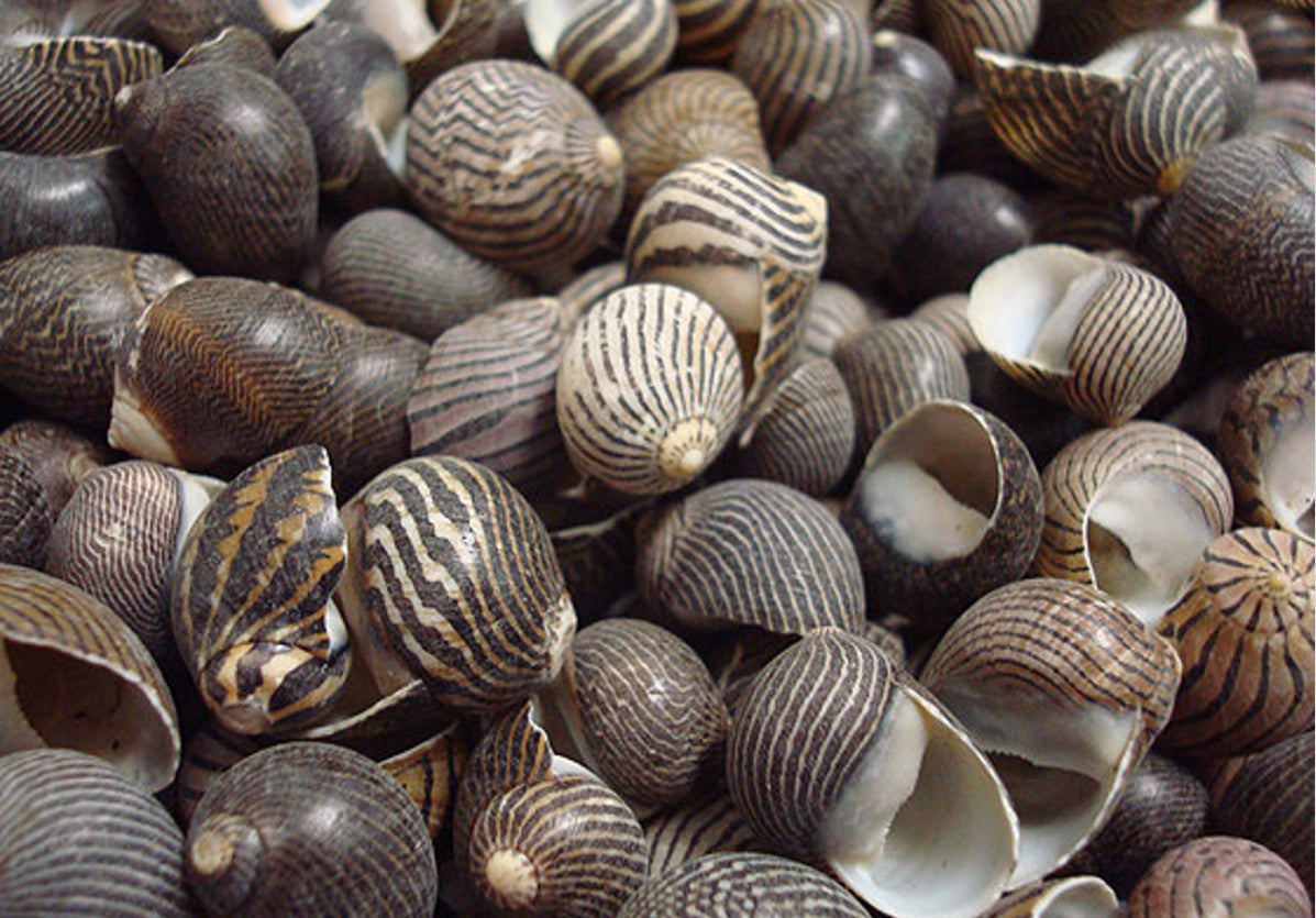 Nit Shells Black Striped Nerite shells – Deep South Shelling
