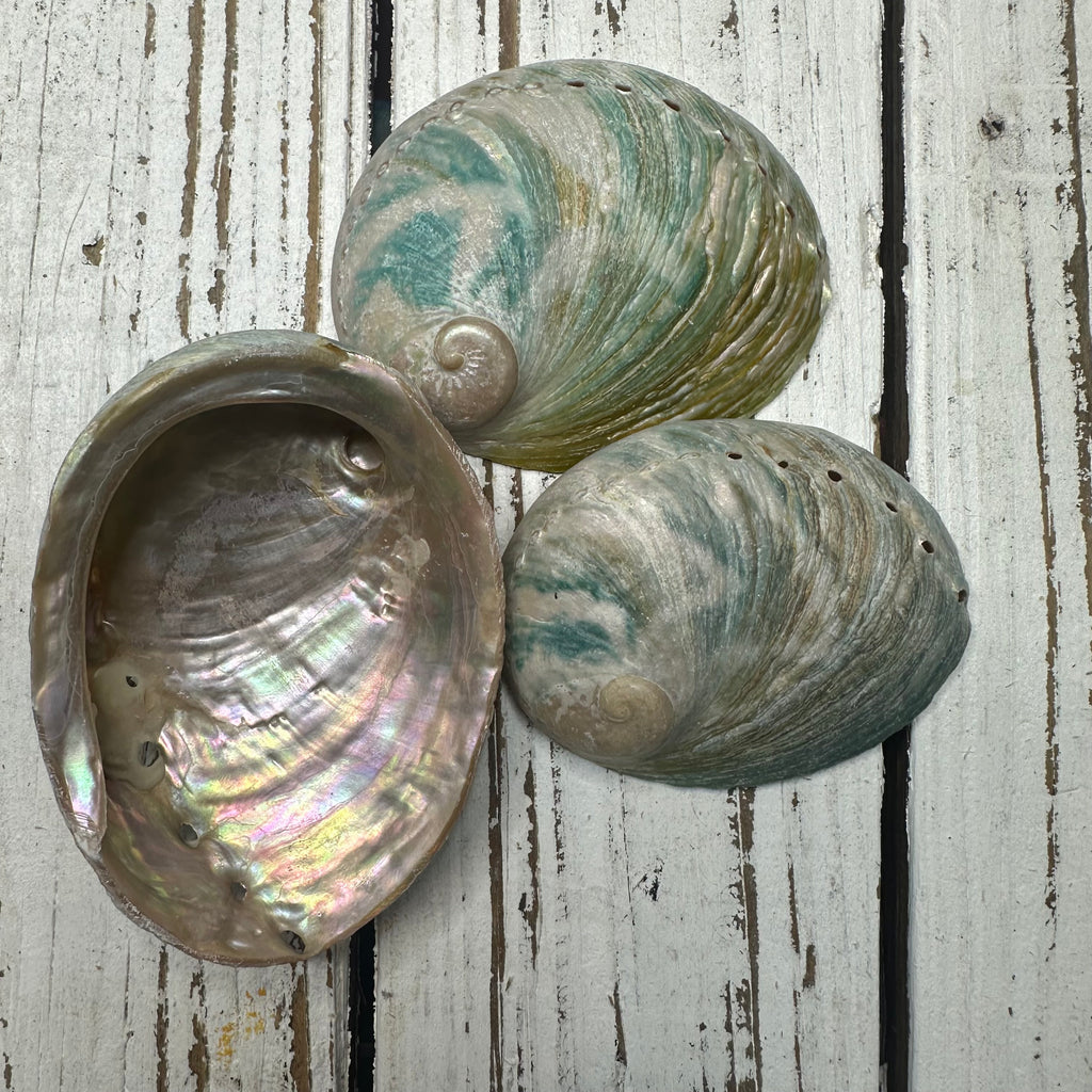 Deep Hazra Shell POLISHED Aqua Abalone Shells Q1 – Deep South Shelling