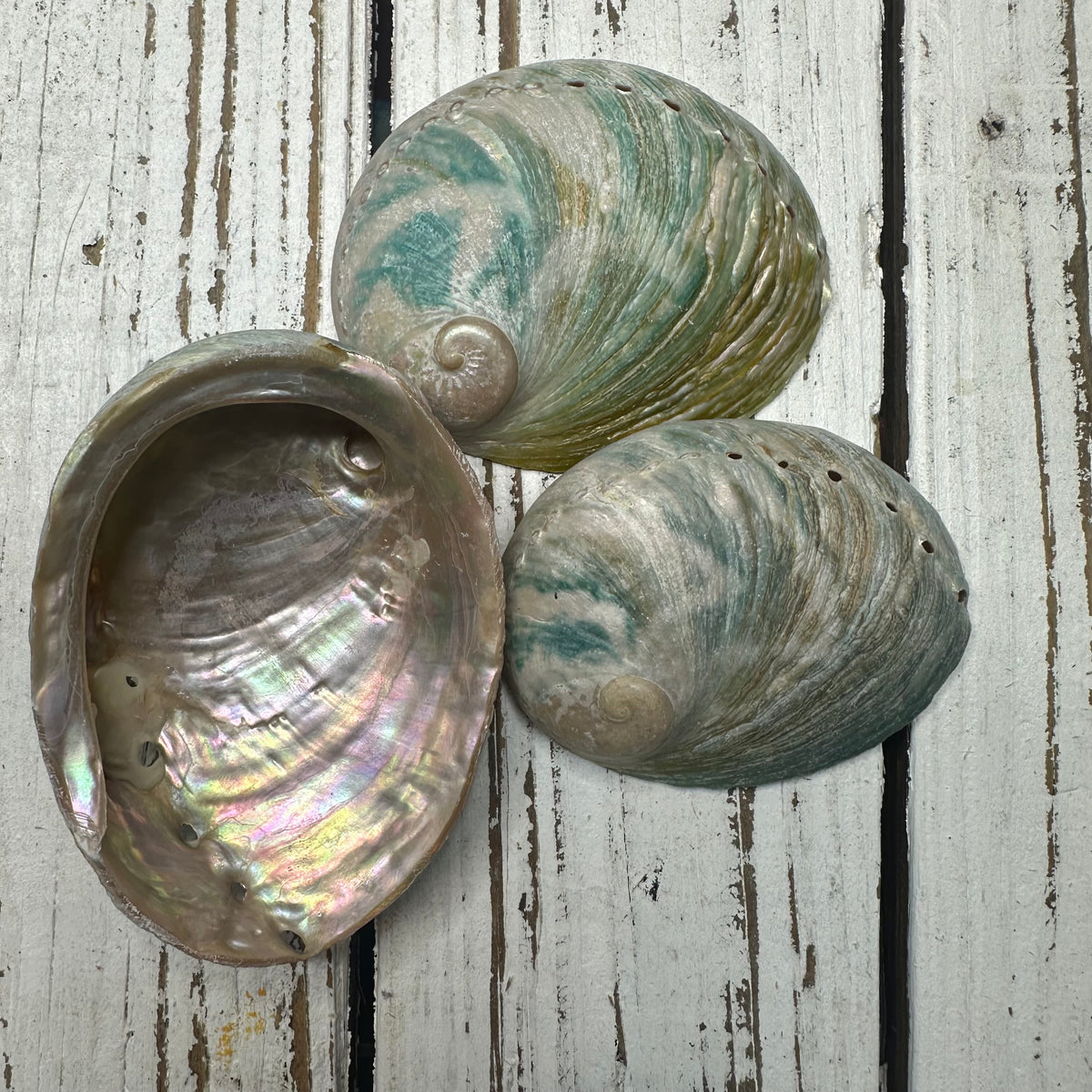 Aqua Abalone Shells Q1 – Deep South Shelling