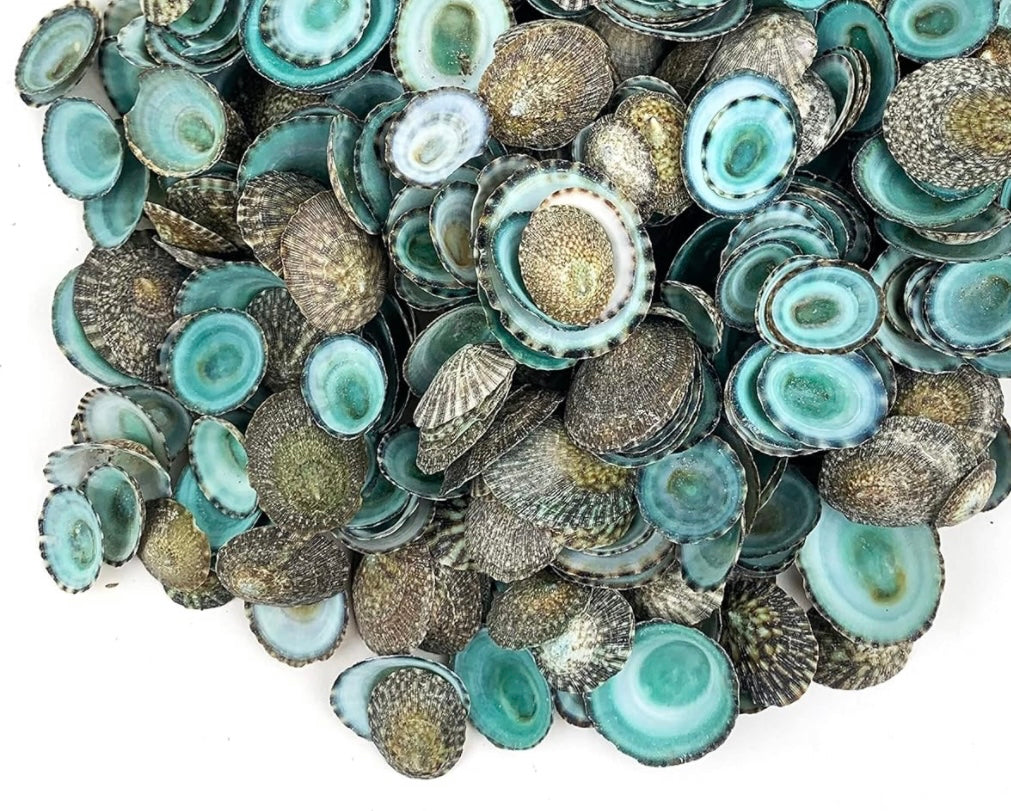 Limpet Seashells
