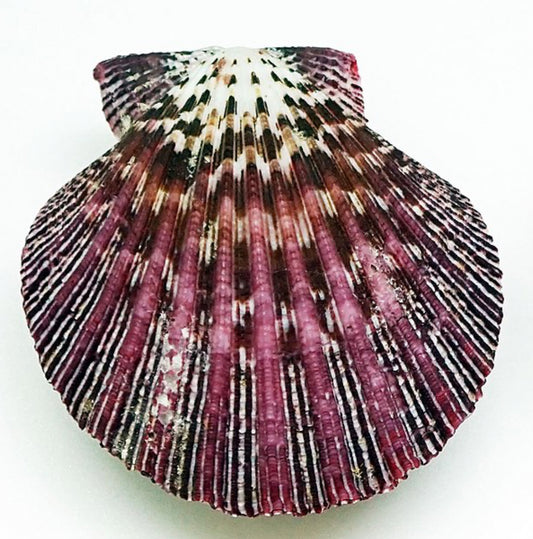 Pecten Pallium