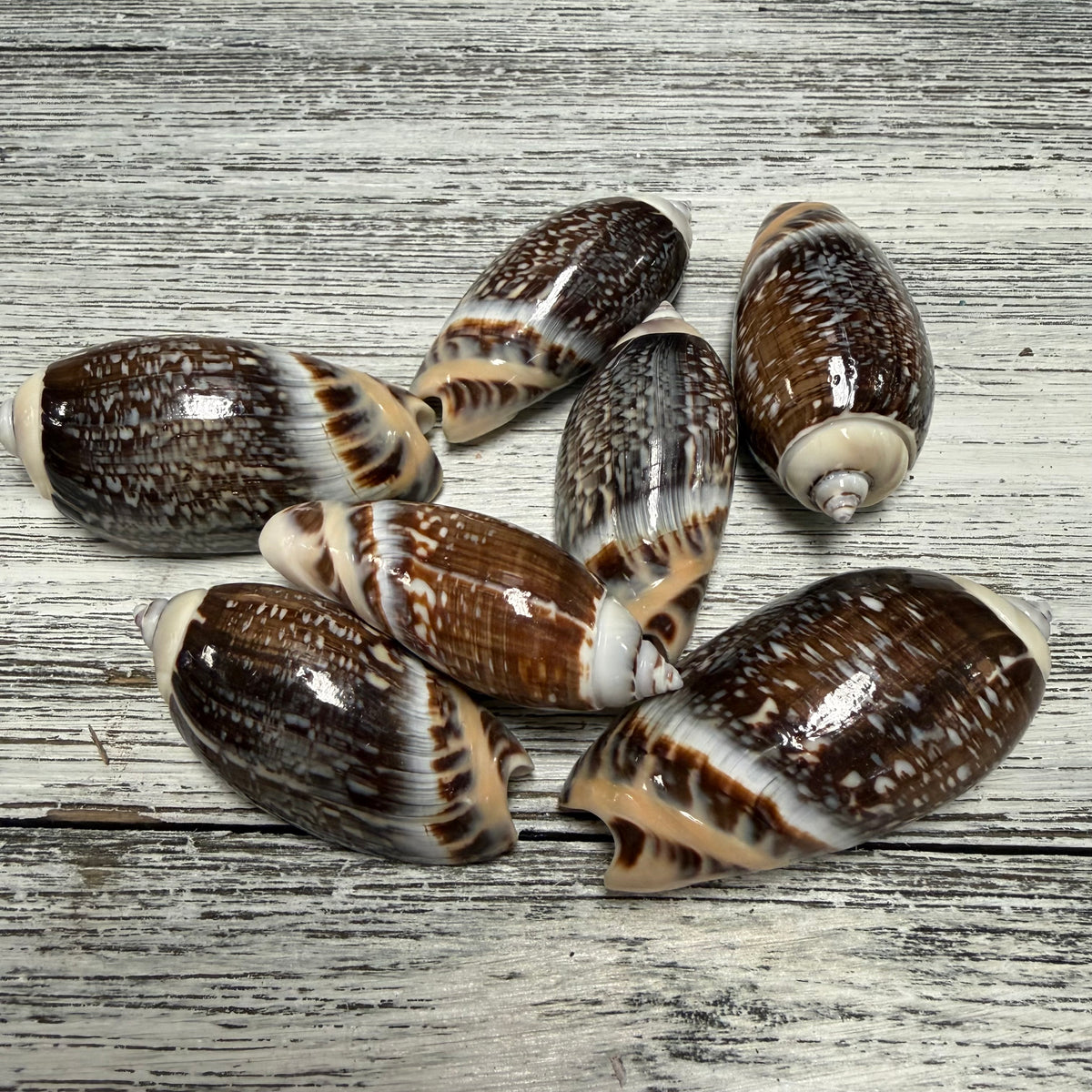 Dark Olive Shells Q4 – Deep South Shelling