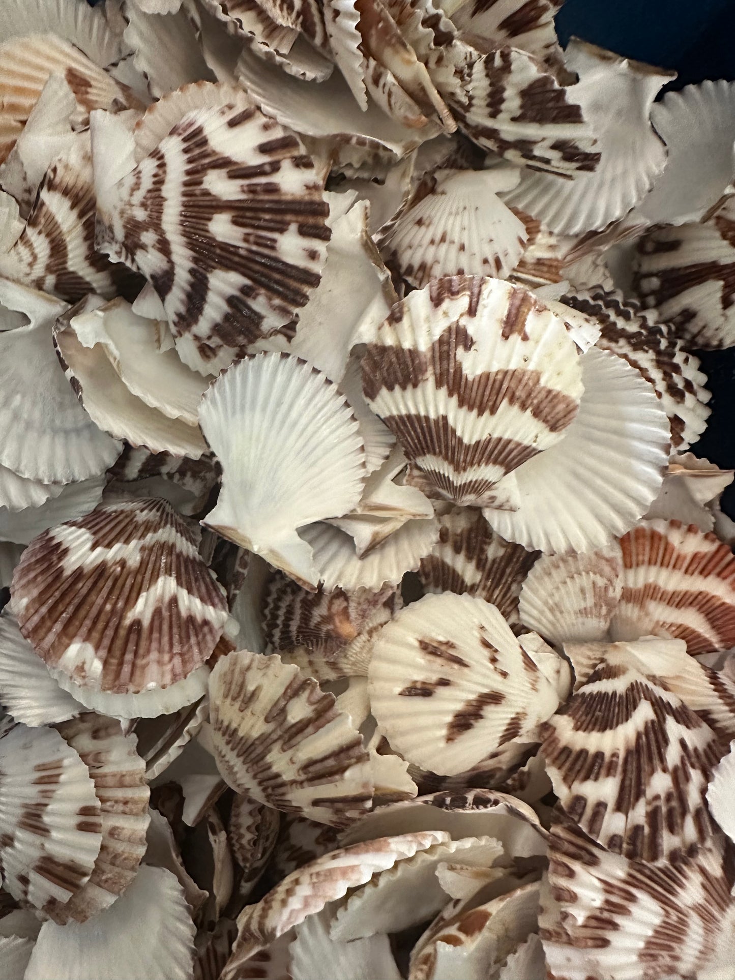 Brown Pecten