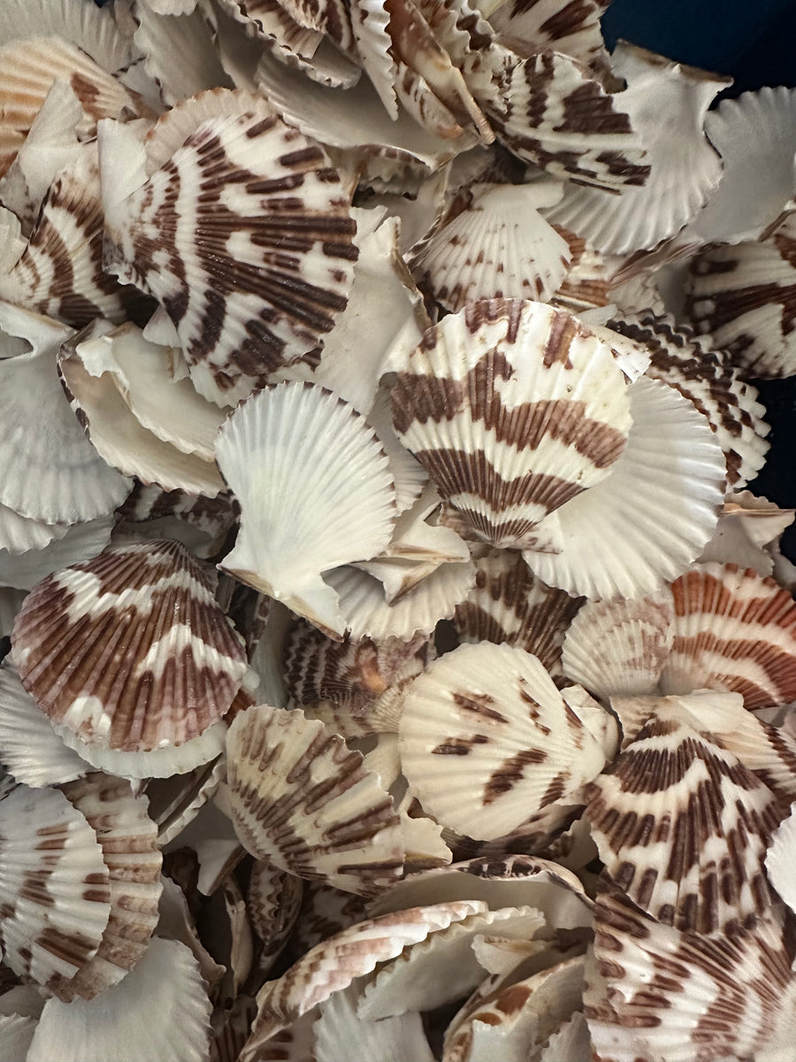 Brown Pecten Q8 – Deep South Shelling