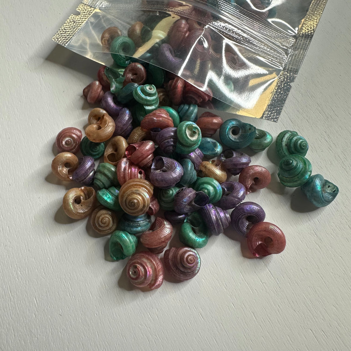 Dyed Shell Pearlized Dyed 1/4