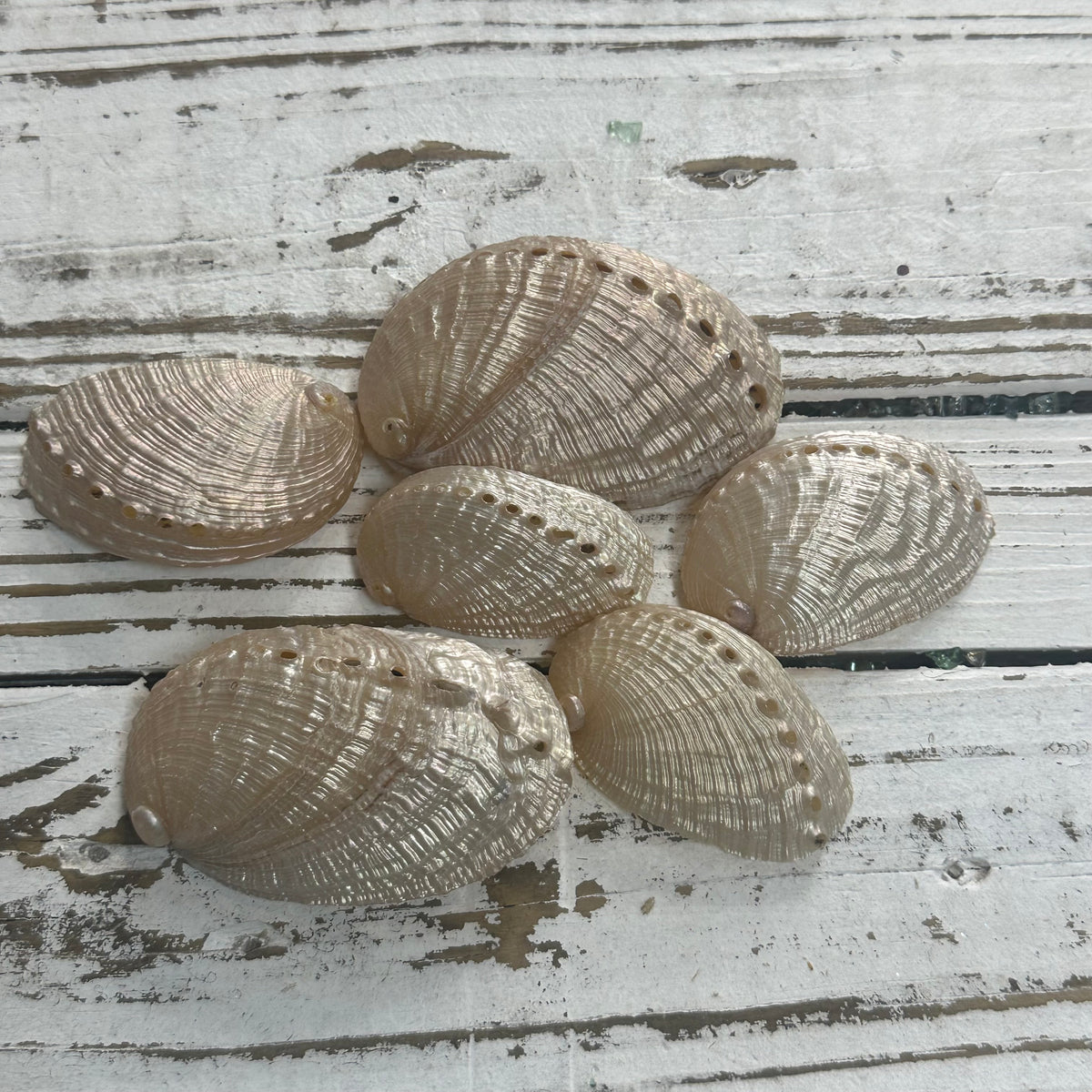 Champagne Abalone Shells Q3 – Deep South Shelling