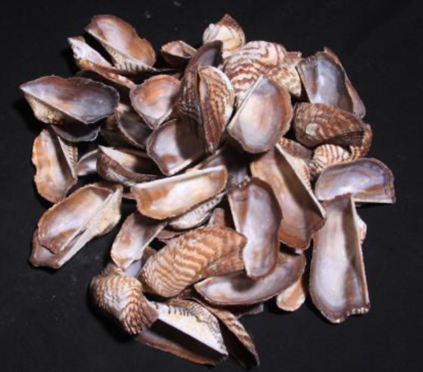 Deep Hazra Shell Basket Shell Q10 – Deep South Shelling