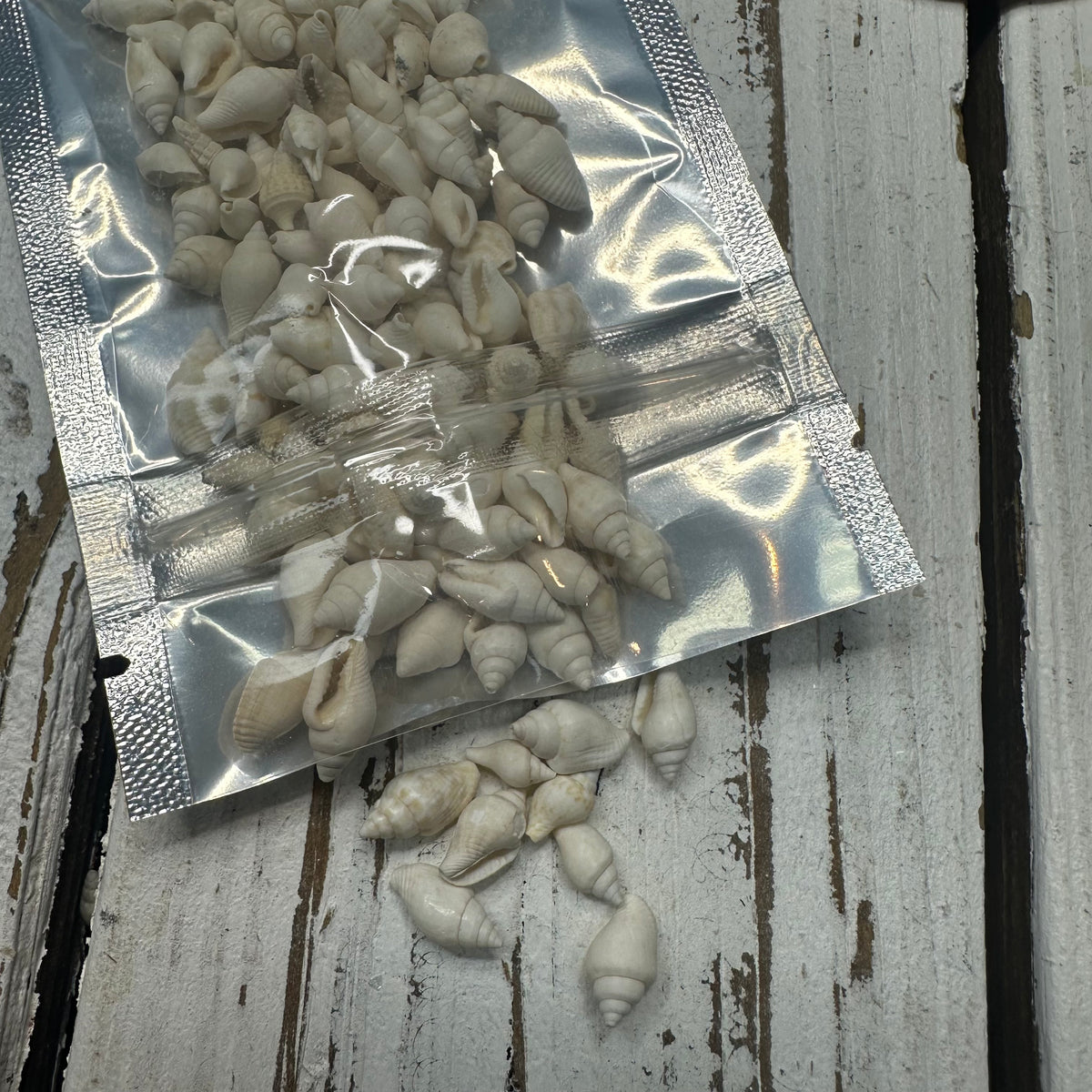 Deep Hazra Shell White Nassa Shells 2 oz – Deep South Shelling