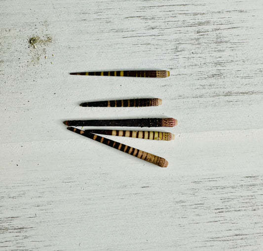 Tiger Sea Urchin Spines, Q5