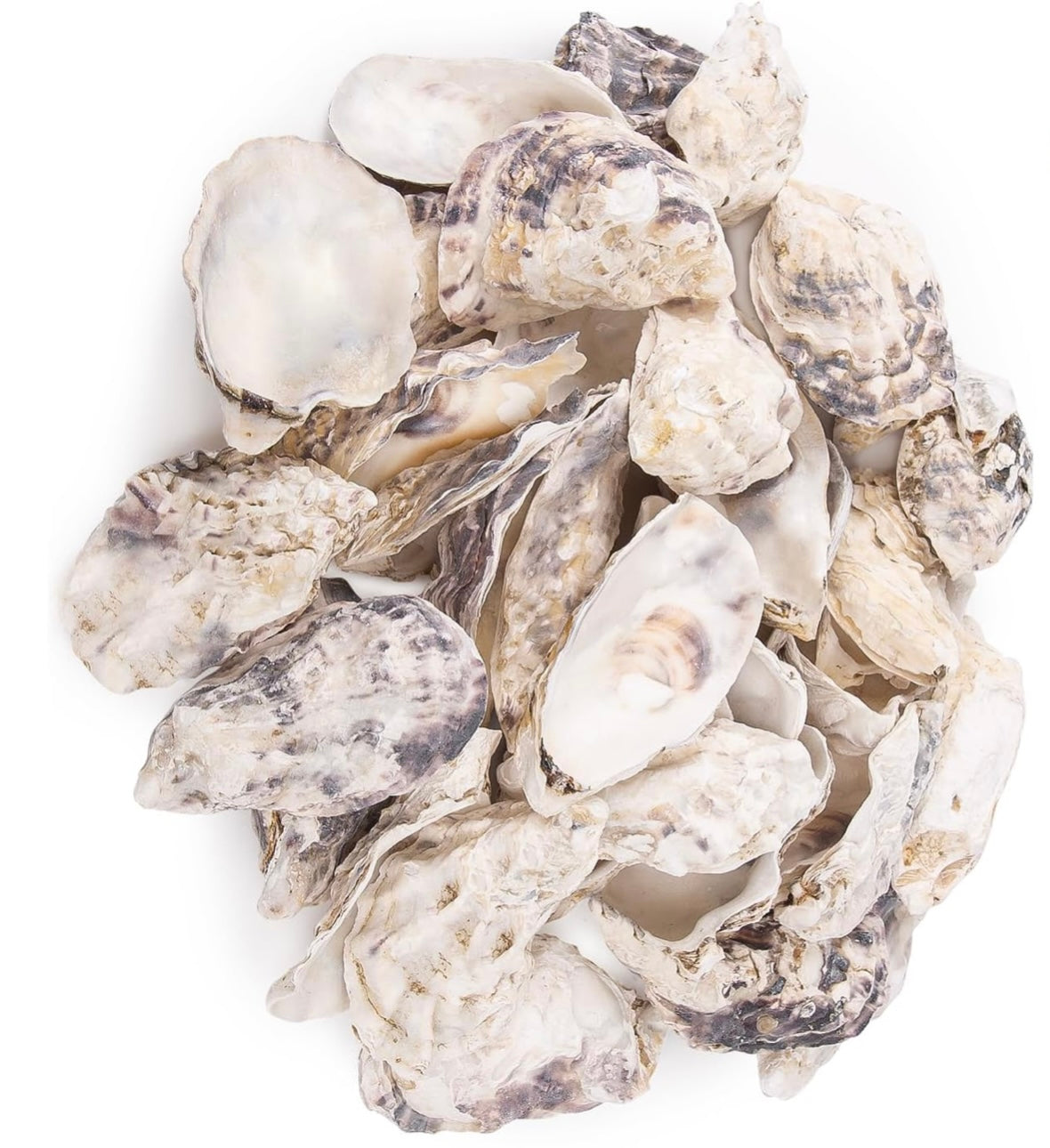 Oyster Shell Small