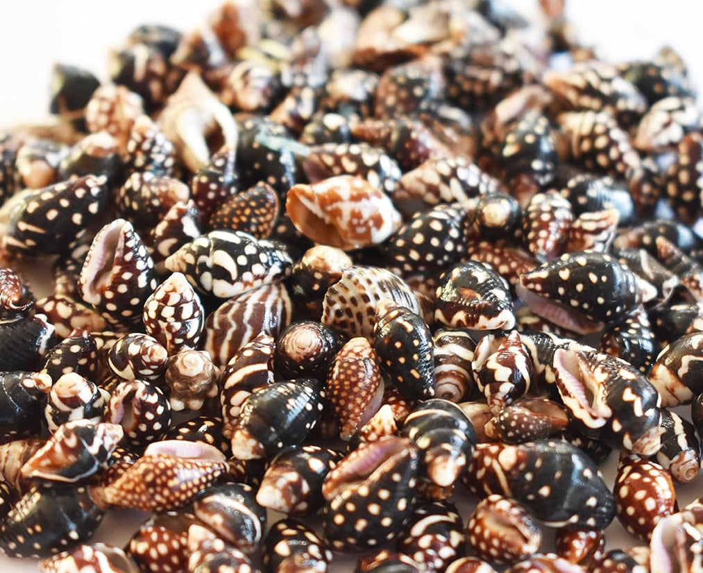 Deep Hazra Shell Black Nassa Shells 2 oz – Deep South Shelling