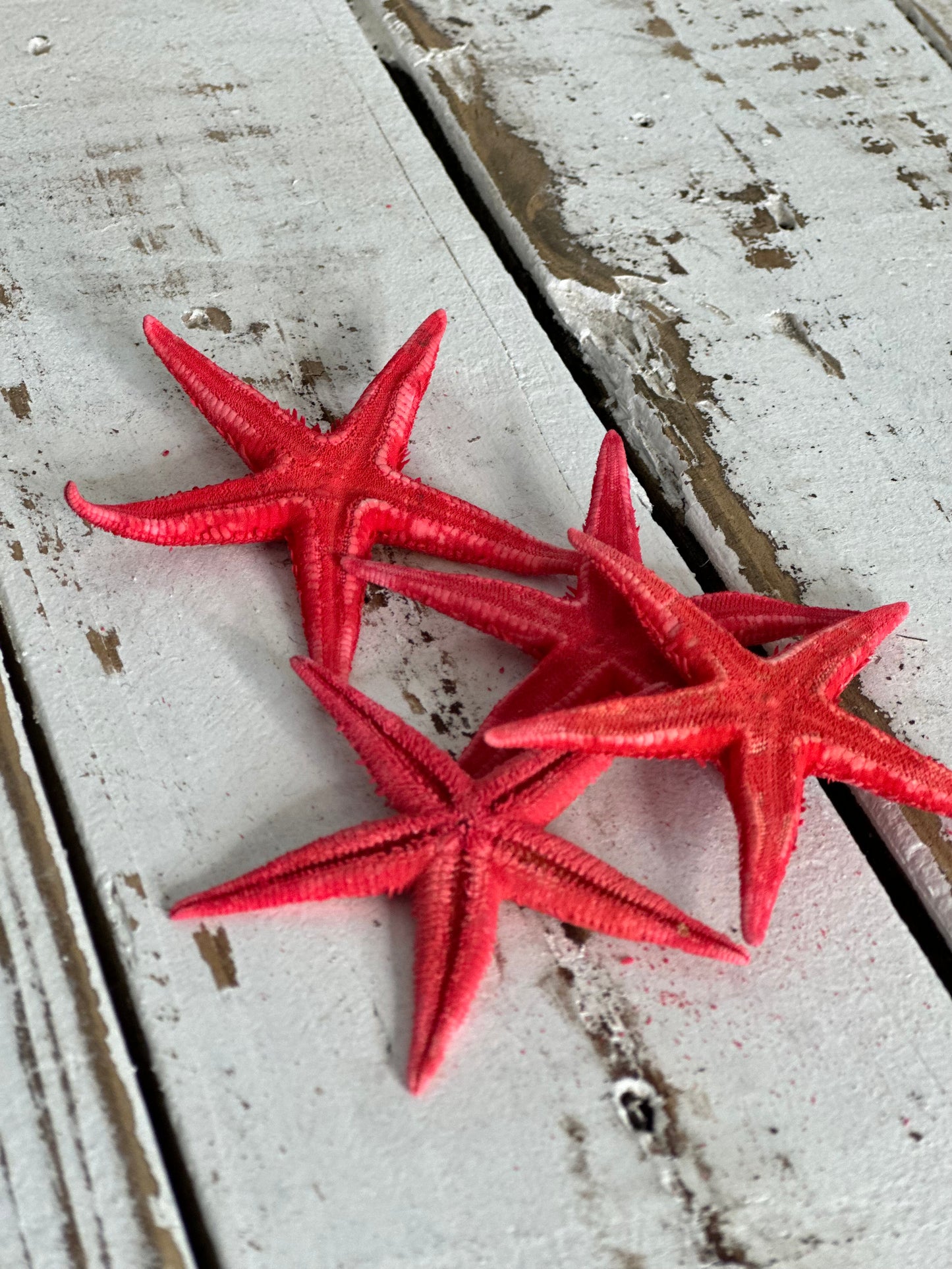 Red Oriental Starfish