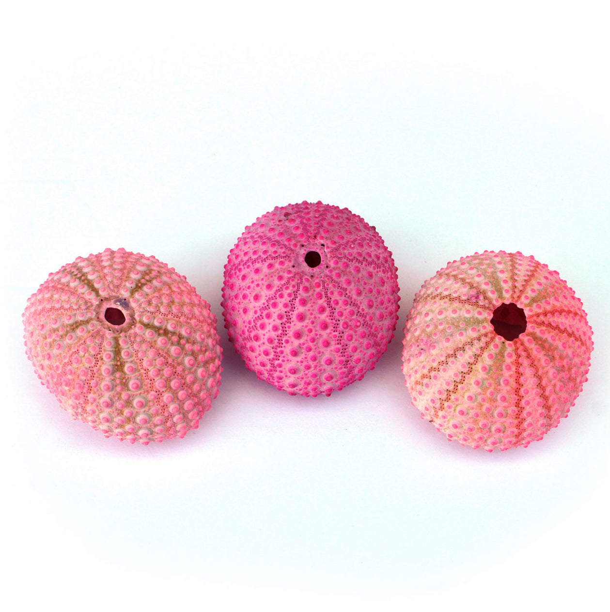 Pink Sea Urchins