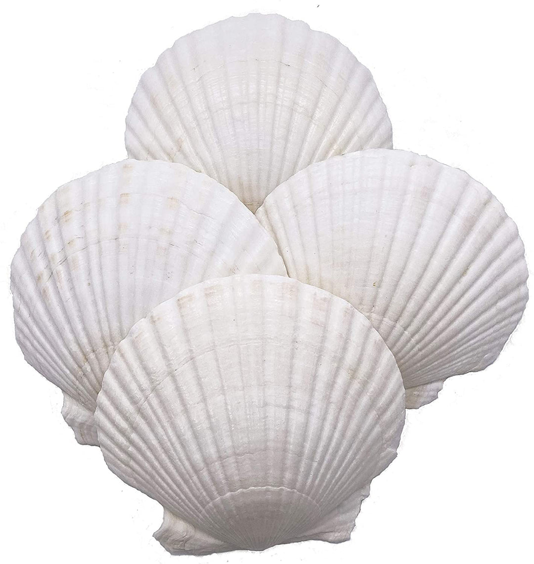 Deep Hazra Shell Deep English Scallop Shells 3-4