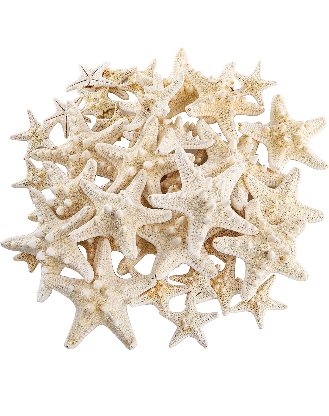 Knobby Starfish 1-2” – Deep South Shelling