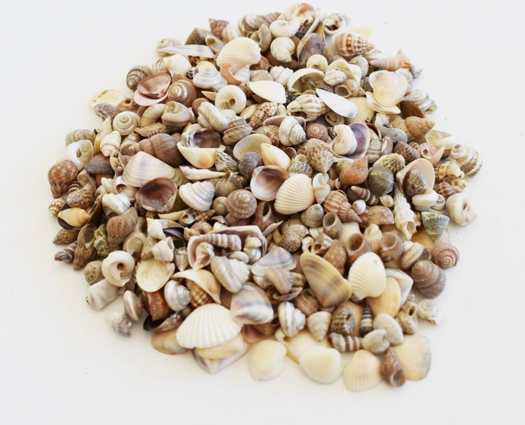 Native Small Shell Tiny Natural Shell Mix – Deep South Shelling