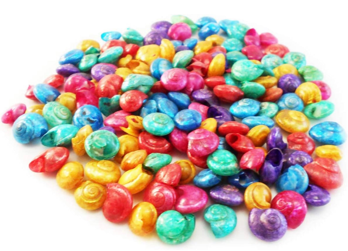 Dyed Shell Dyed Umbonium Mini Shells – Deep South Shelling
