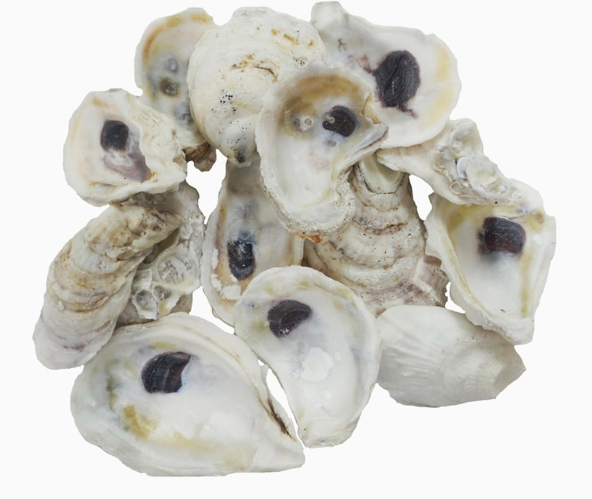 Deep Hazra Shell Large Oyster Shells Q4 – Deep South Shelling