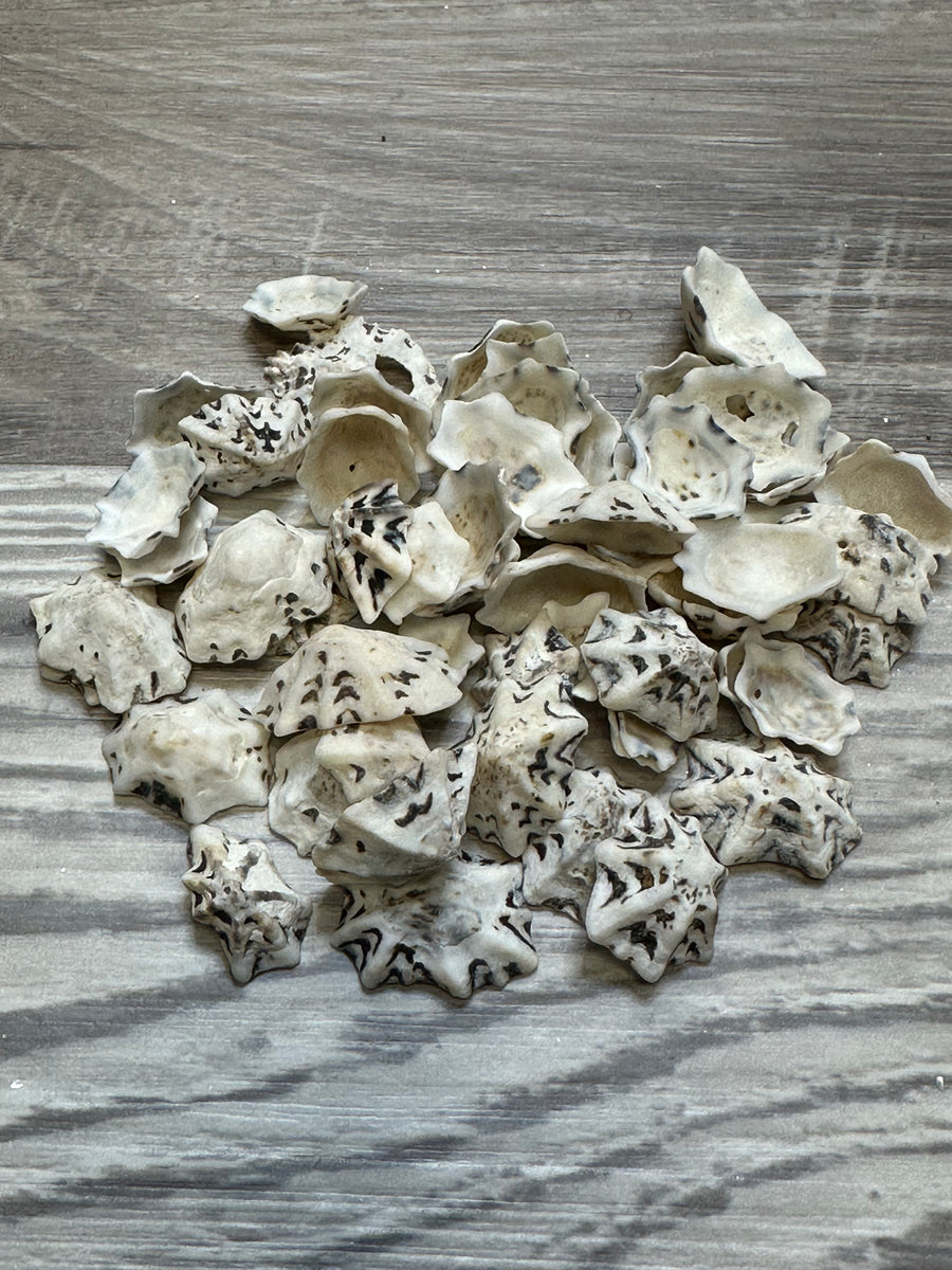 Star Limpet Shells – Deep South Shelling