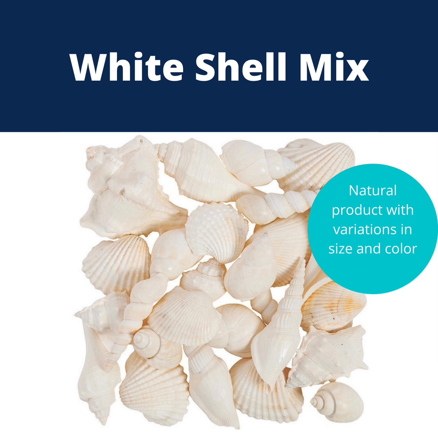 Large White Shell Mix