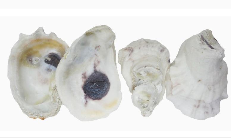 Deep Hazra Shell Large Oyster Shells – Deep South Shelling