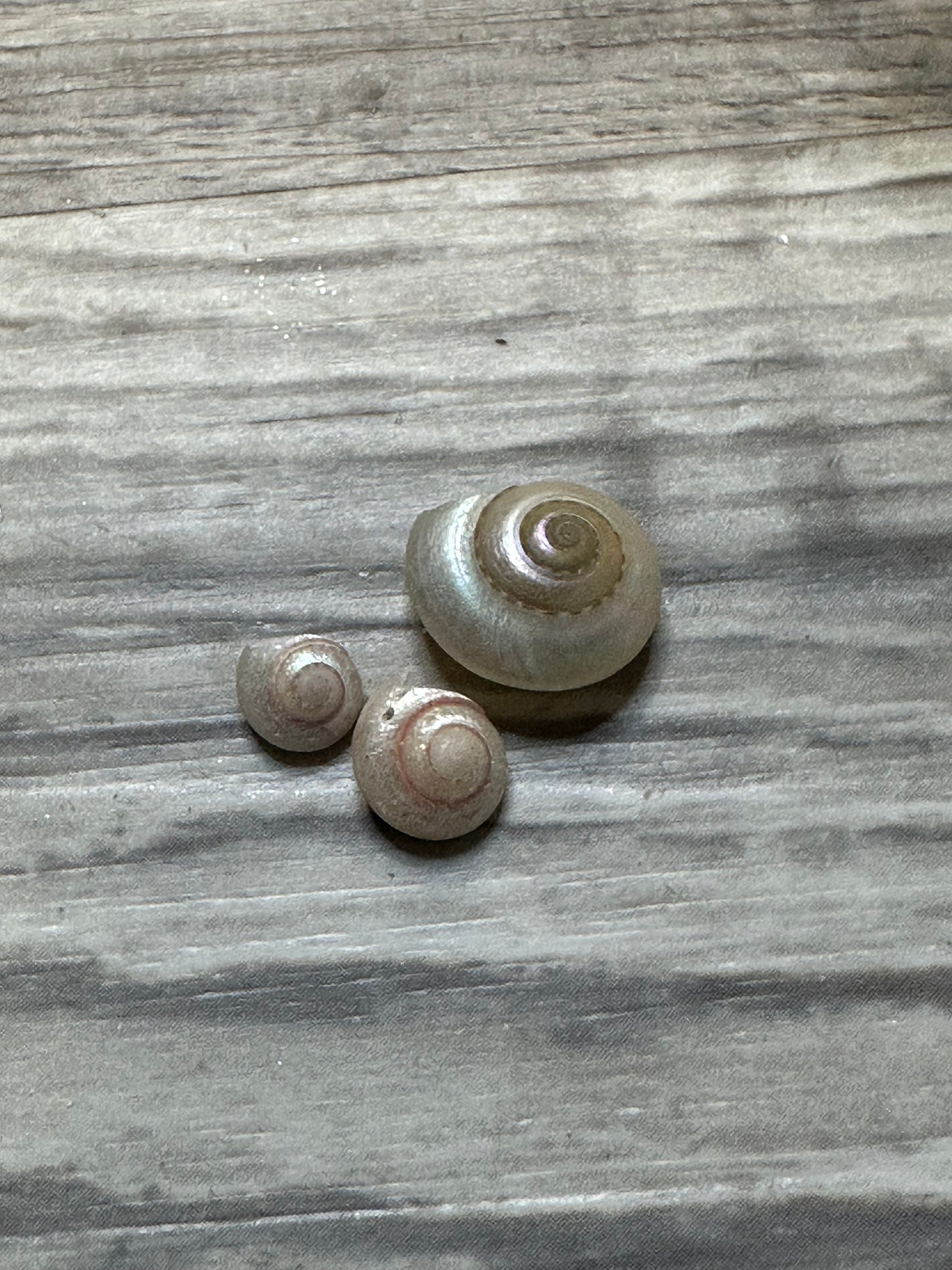 1/4” Pearlized Umbonium Shells