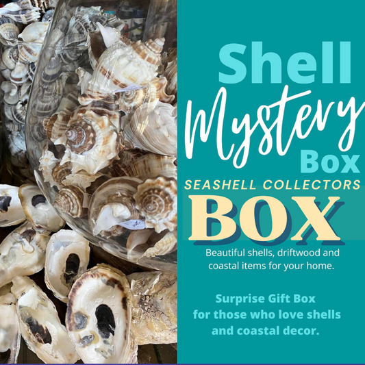 Seashell Mystery Box