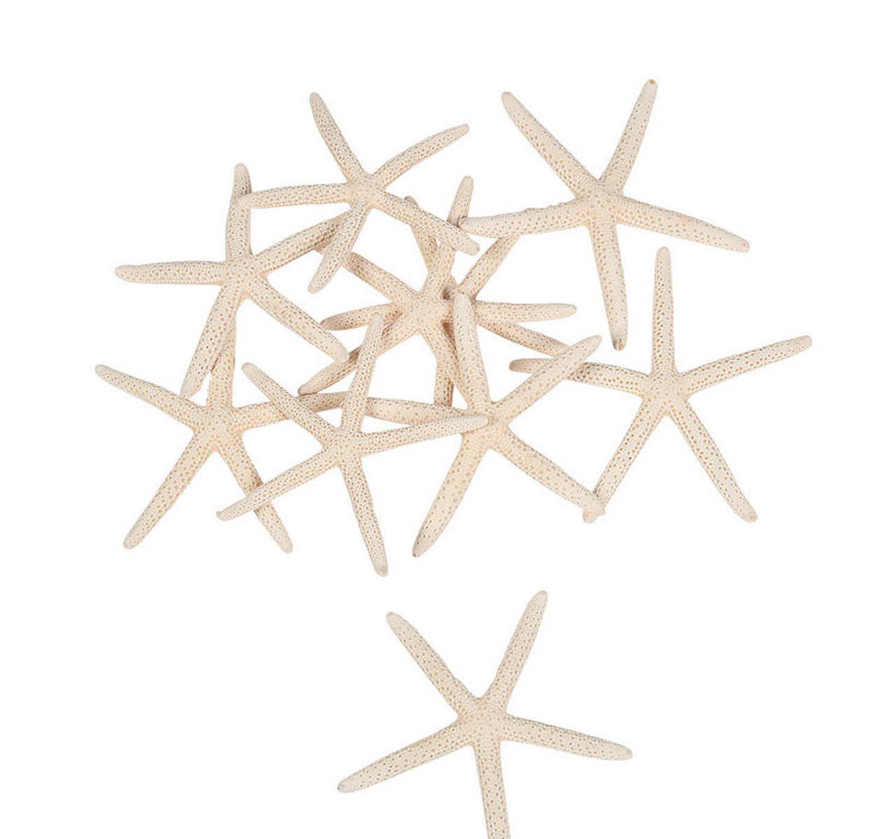 White Starfish 2-3”