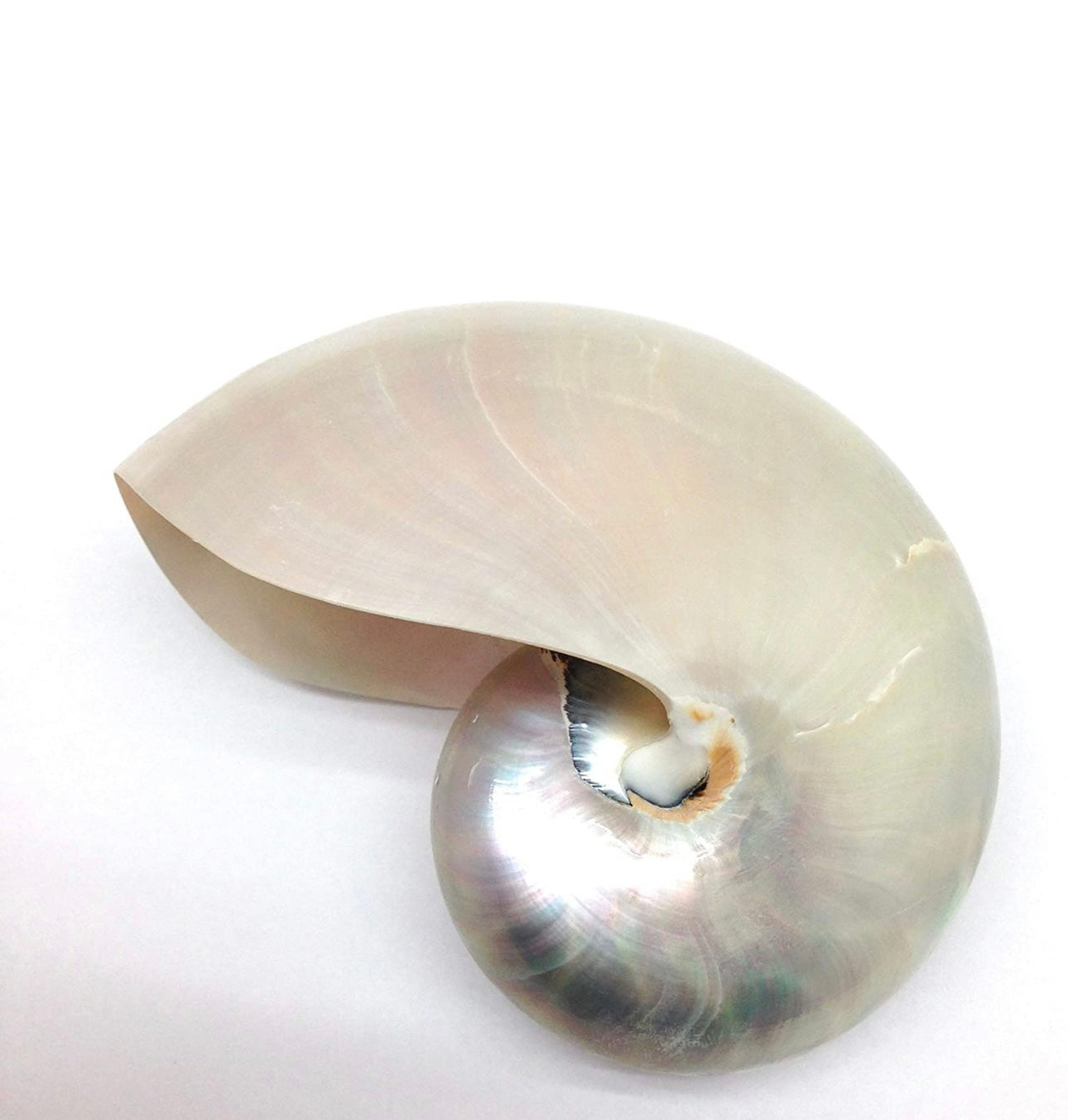 Pearlized White Nautilus Shell