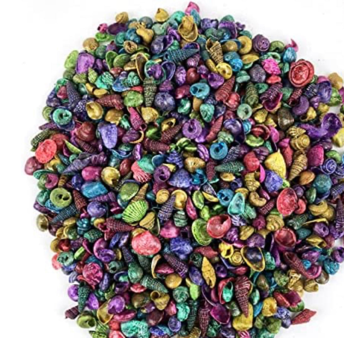 Dyed Shell Dyed Umbonium Mini Shells – Deep South Shelling