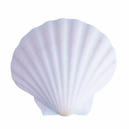 Large Deep English Scallops 5"