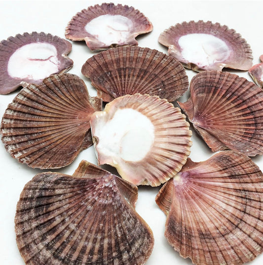 Flat Mexican Scallops 2-3”